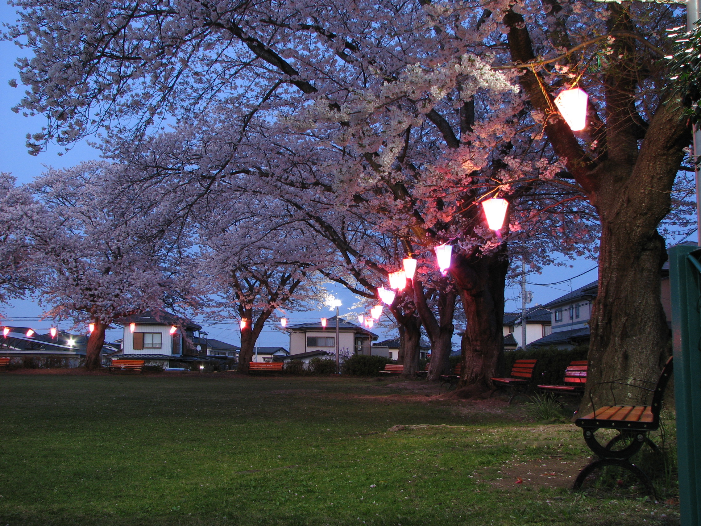 夜桜（中庭）